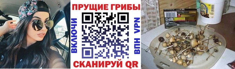наркота  Кубинка  Галлюциногенные грибы Cubensis 